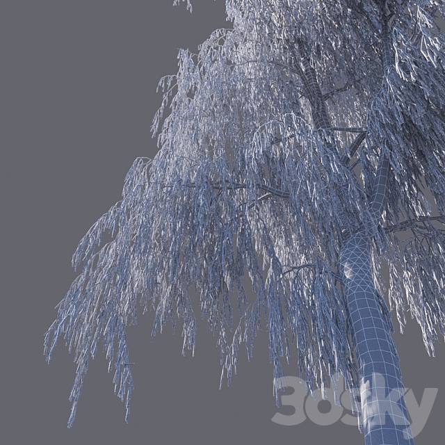 Winter birch (15 meters) 3DSMax File - thumbnail 3