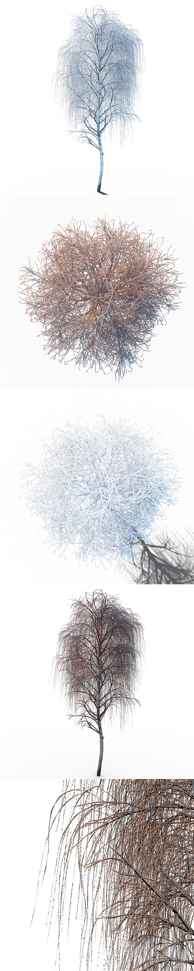 Winter birch 3DSMax File - thumbnail 2