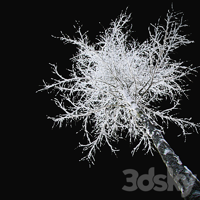 Winter birch v.04 (12m) 3ds Max - thumbnail 3