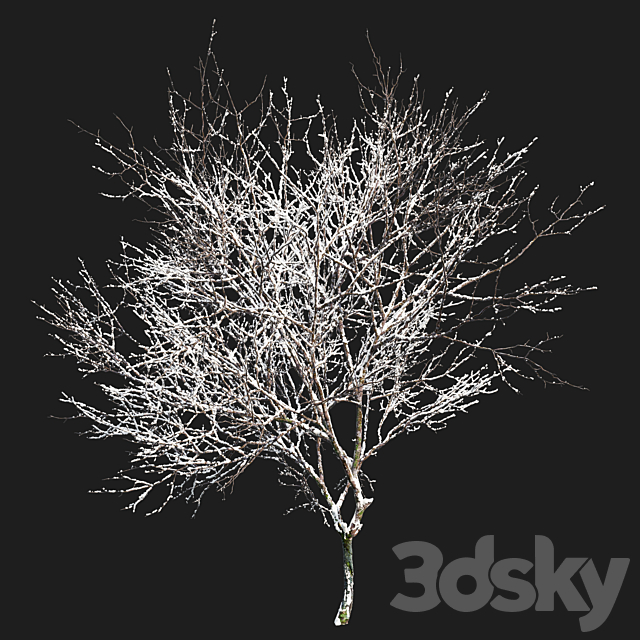 Winter Fraxinus pennsylvanica 3DS Max Model - thumbnail 2