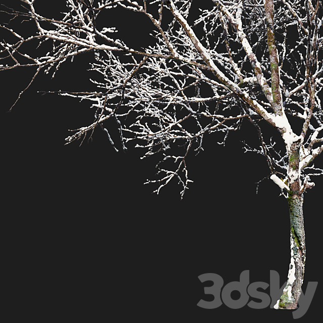 Winter Fraxinus pennsylvanica 3DS Max Model - thumbnail 3