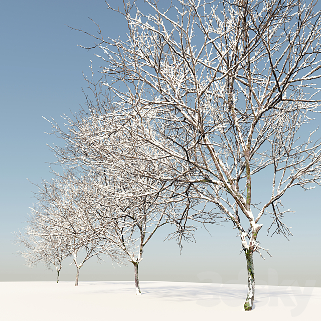 Winter Fraxinus pennsylvanica 3DS Max Model - thumbnail 4