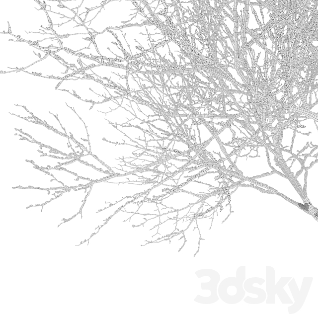 Winter Fraxinus pennsylvanica 3DS Max Model - thumbnail 5