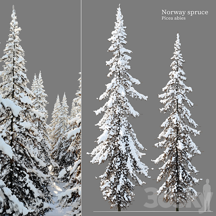 Winter Norway Spruce 02 3DS Max Model - thumbnail 1