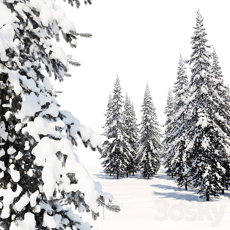 Winter Norway Spruce 02 3DS Max Model - thumbnail 2