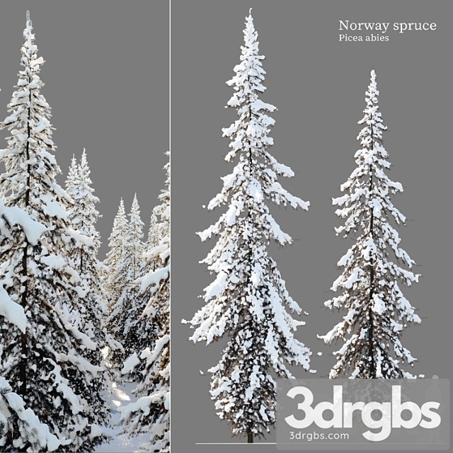 Winter norway spruce 02 - thumbnail 1