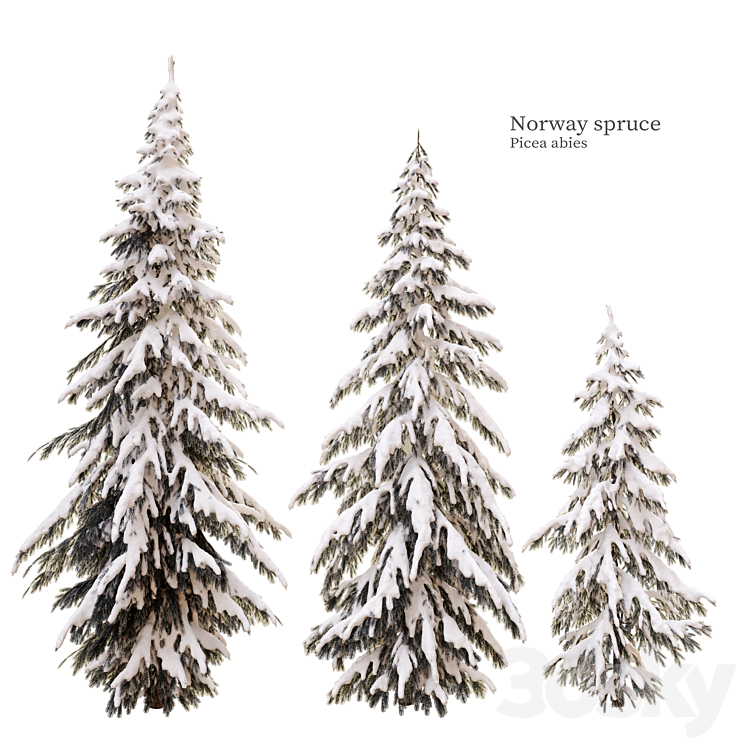 winter norway spruce 3DS Max Model - thumbnail 1