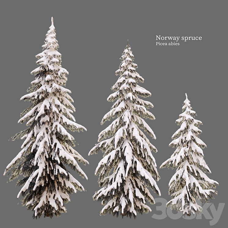 winter norway spruce 3DS Max Model - thumbnail 2