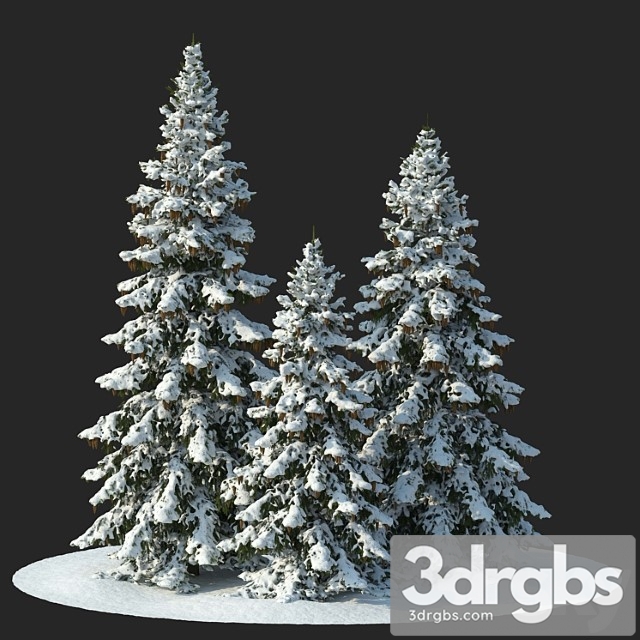 Winter spruces (winter spruces) - thumbnail 1