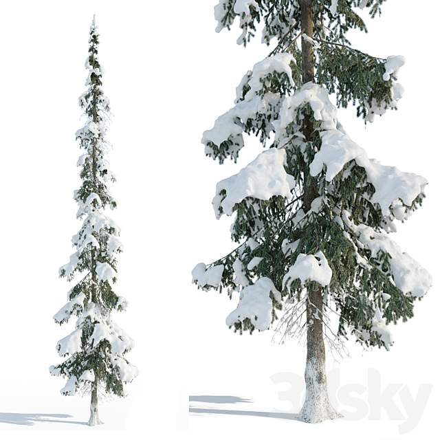 Winter taiga spruce_11m (Spruce). 3dsMax Model - thumbnail 2