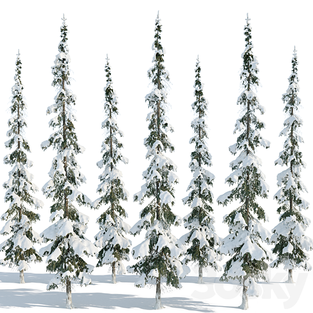 Winter taiga spruce_11m (Spruce). 3dsMax Model - thumbnail 3