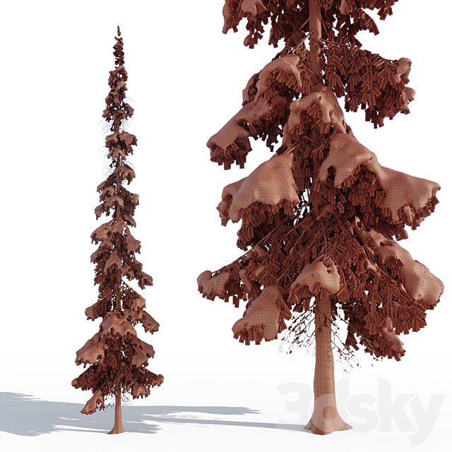 Winter taiga spruce_11m (Spruce). 3dsMax Model - thumbnail 4