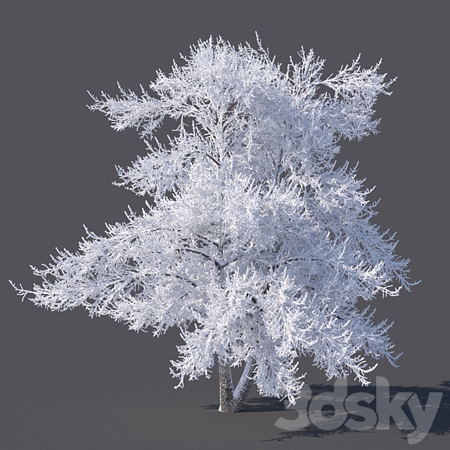 Winter tree (6 meters) 3DSMax File - thumbnail 1
