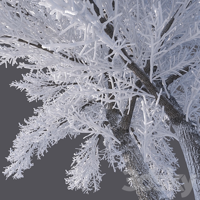 Winter tree (6 meters) 3DSMax File - thumbnail 2