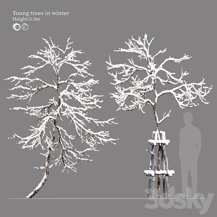 winter young trees 3DS Max Model - thumbnail 1