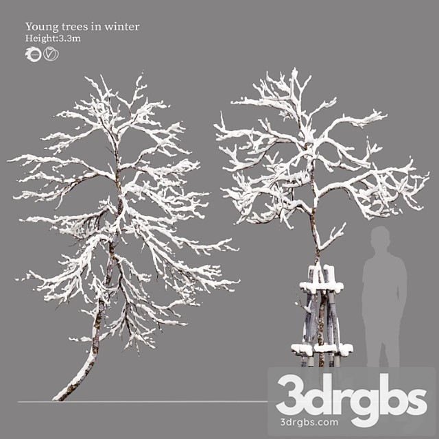 Winter young trees - thumbnail 1