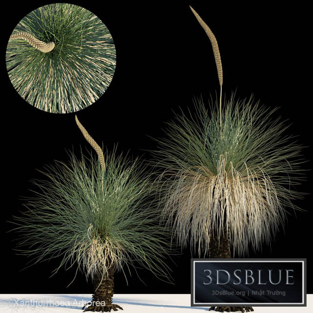 Xanthorrhoea arborea 3DS Max - thumbnail 3