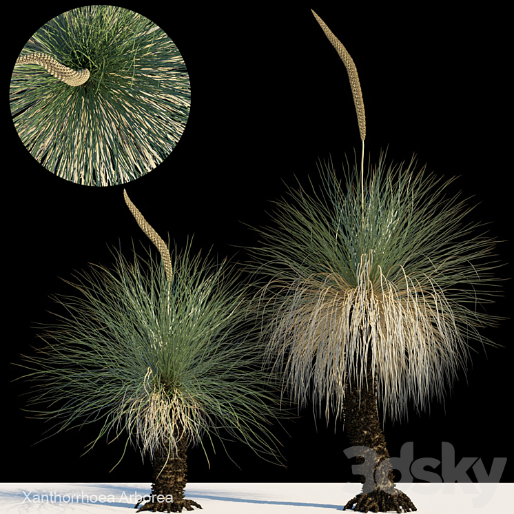 Xanthorrhoea arborea 3DS Max - thumbnail 1