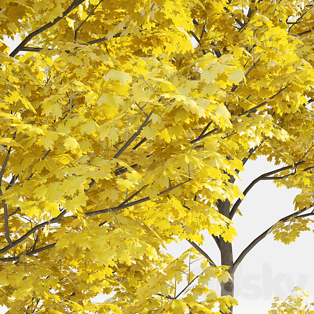 Yellow leaf trees 3ds Max - thumbnail 3