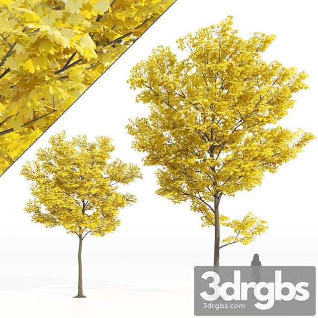 Yellow leaf trees - thumbnail 1