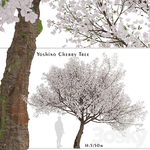 Yoshino Cherry Tree (Prunus yedoensis) (1 Tree) 3ds Max - thumbnail 1