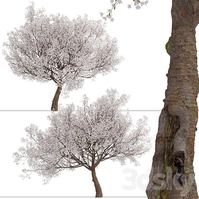 Yoshino Cherry Tree (Prunus yedoensis) (1 Tree) 3ds Max - thumbnail 2