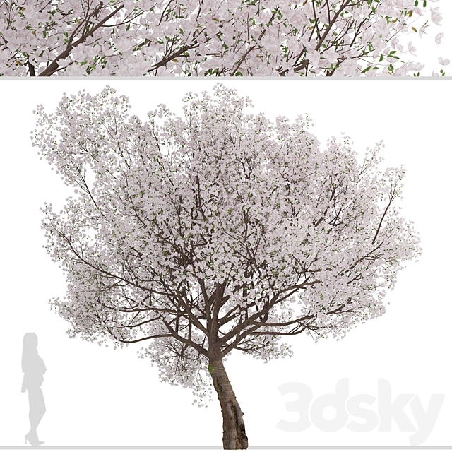 Yoshino Cherry Tree (Prunus yedoensis) (1 Tree) 3ds Max - thumbnail 3