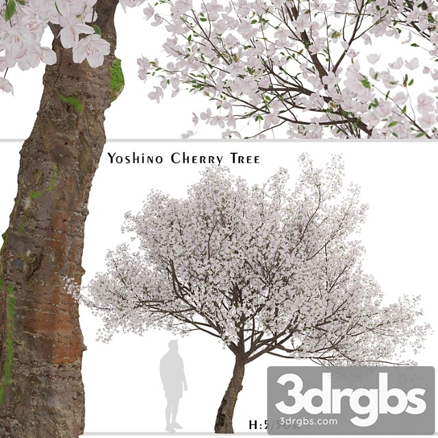 Yoshino cherry tree (prunus yedoensis) (1 tree) - thumbnail 1