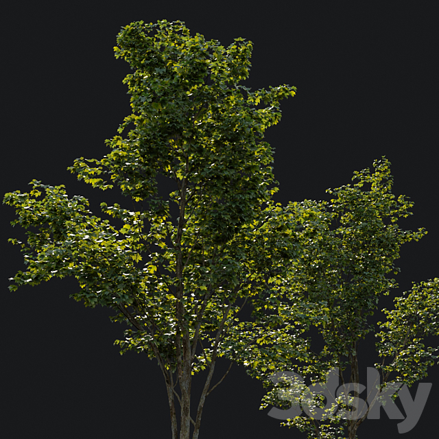 Young maples 3DS Max Model - thumbnail 2