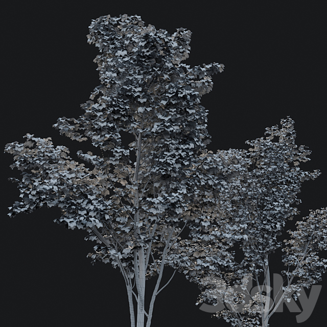 Young maples 3DS Max Model - thumbnail 3