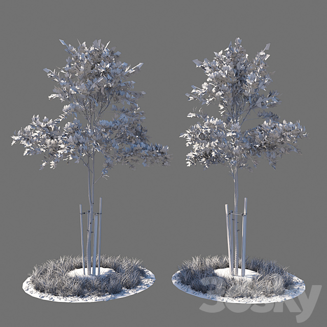 Young tree 03 3DS Max Model - thumbnail 2