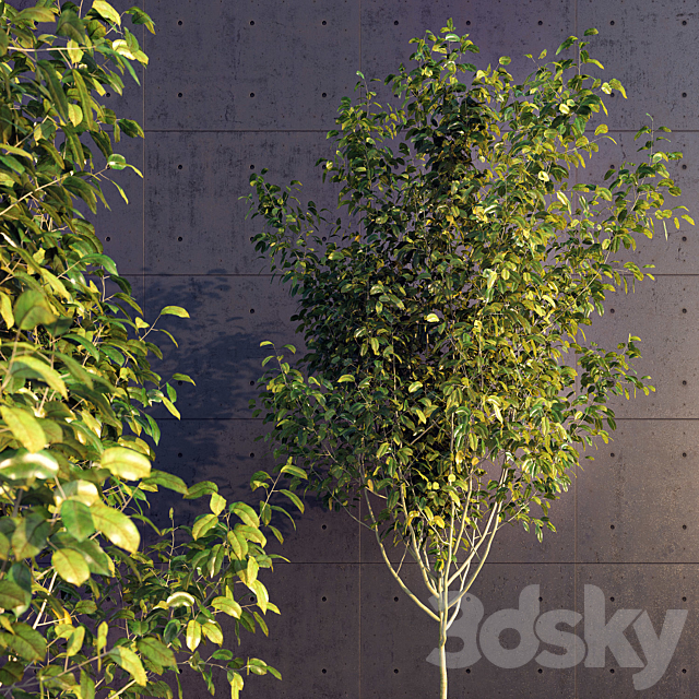 Young Tree 3DSMax File - thumbnail 1