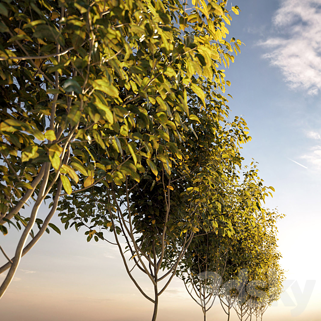 Young Tree 3DSMax File - thumbnail 2