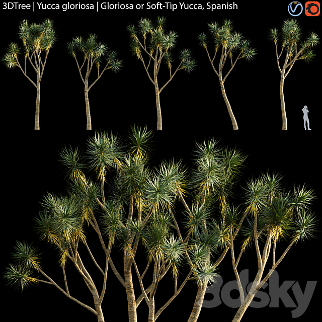 Yucca gloriosa | Gloriosa or Soft-Tip Yucca Spanish 3DS Max Model - thumbnail 2