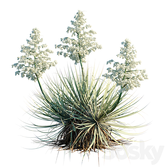 Yucca Thompsoniana | Beaked yucca flower 3DS Max Model - thumbnail 2