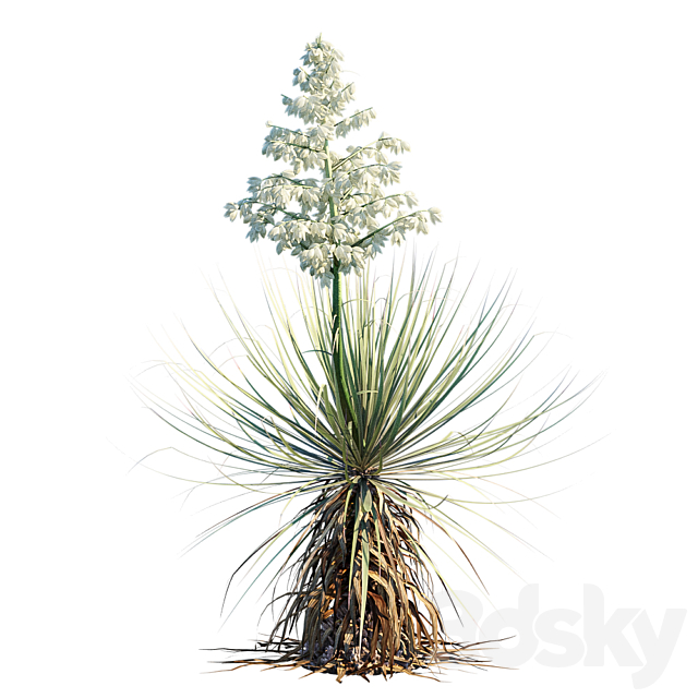 Yucca Thompsoniana | Beaked yucca flower 3DS Max Model - thumbnail 3