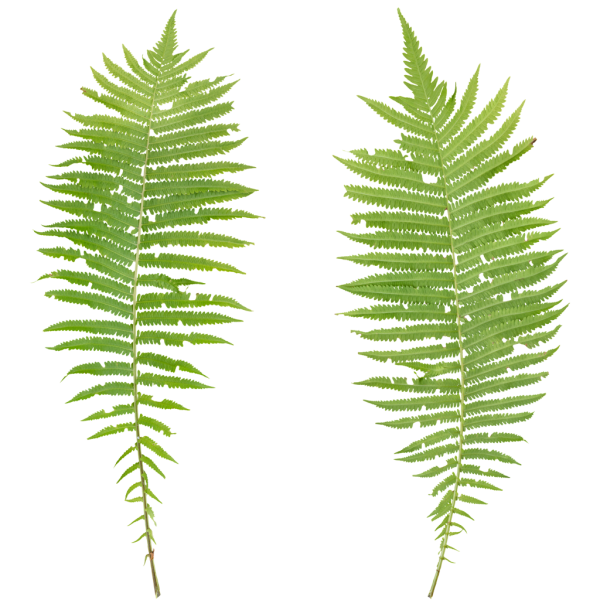 PBR TEXTURES – FULL OPTION – Fern Branch  – 462 - thumbnail 2