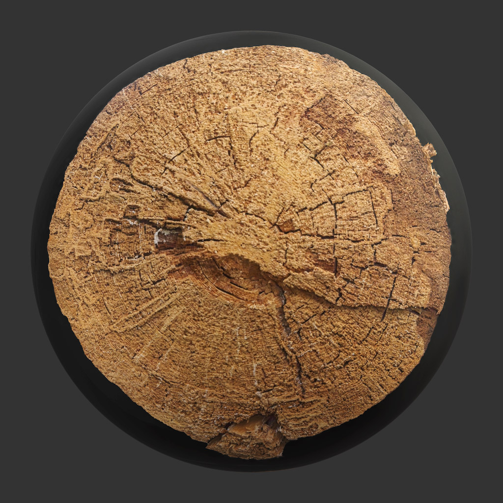 TEXTURES – WOOD – TreeTrunkCut_001 - thumbnail 1