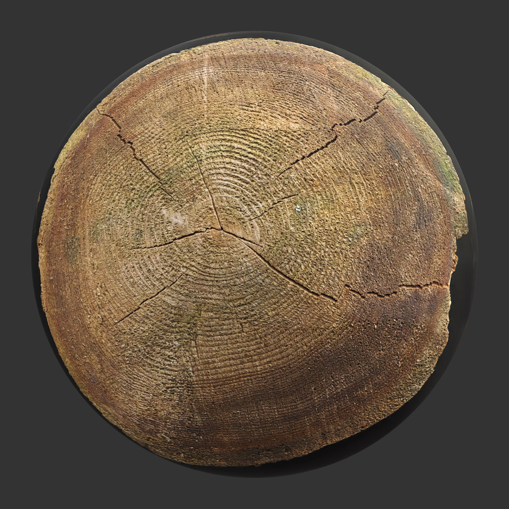 TEXTURES – WOOD – TreeTrunkCut_002 - thumbnail 1