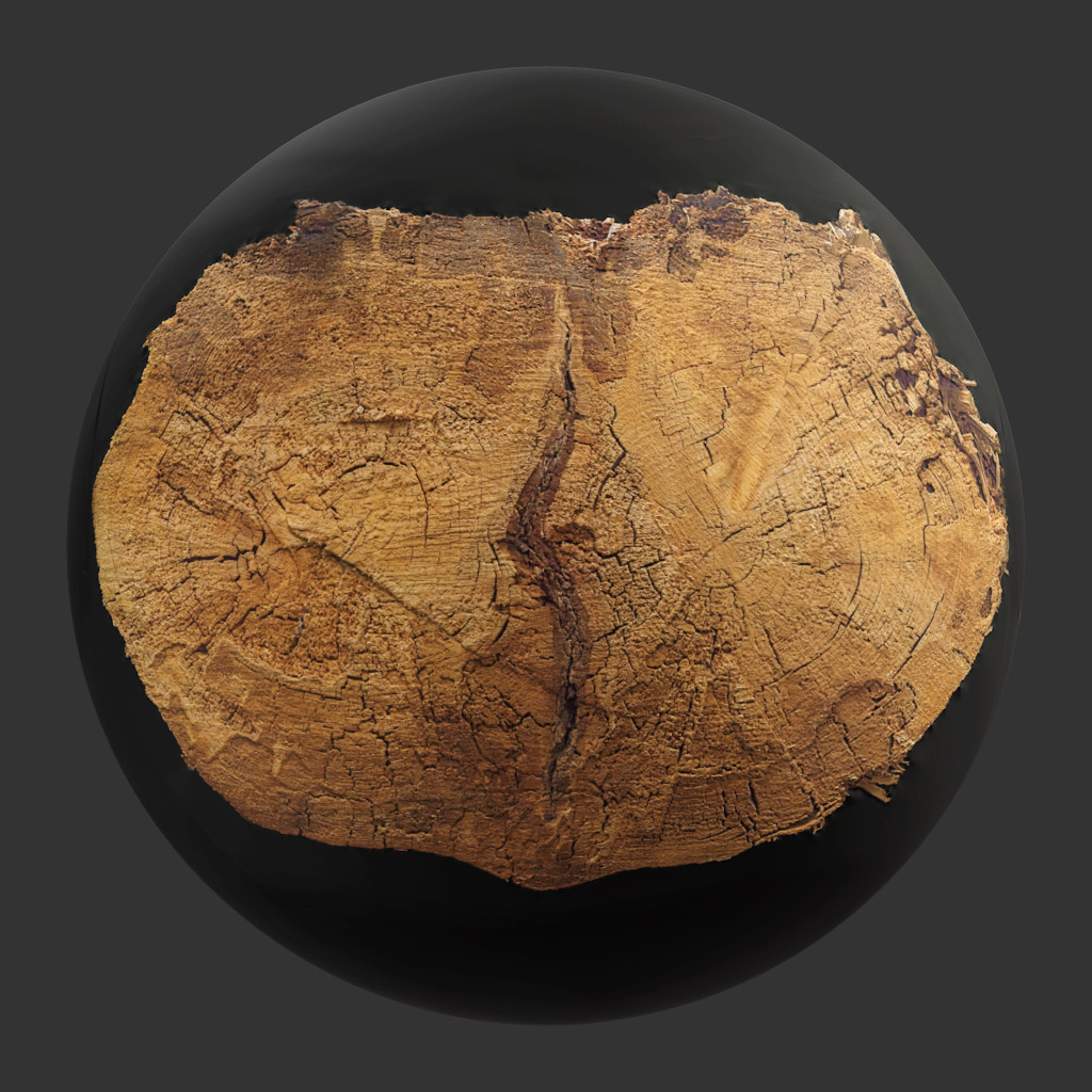 TEXTURES – WOOD – TreeTrunkCut_004 - thumbnail 1