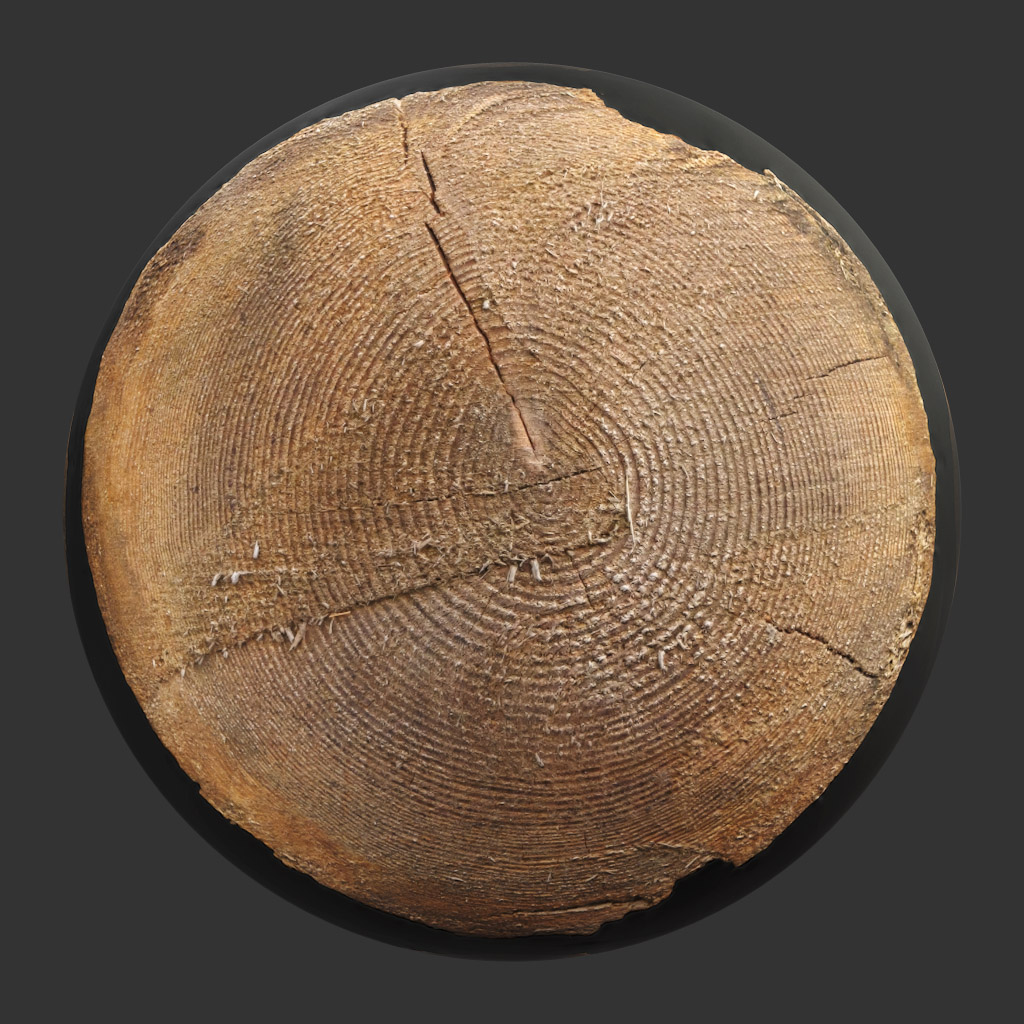 TEXTURES – WOOD – TreeTrunkCut_009 - thumbnail 1