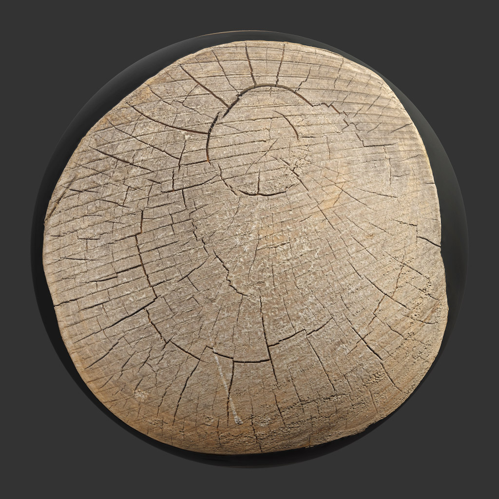 TEXTURES – WOOD – TreeTrunkCut_010 - thumbnail 1