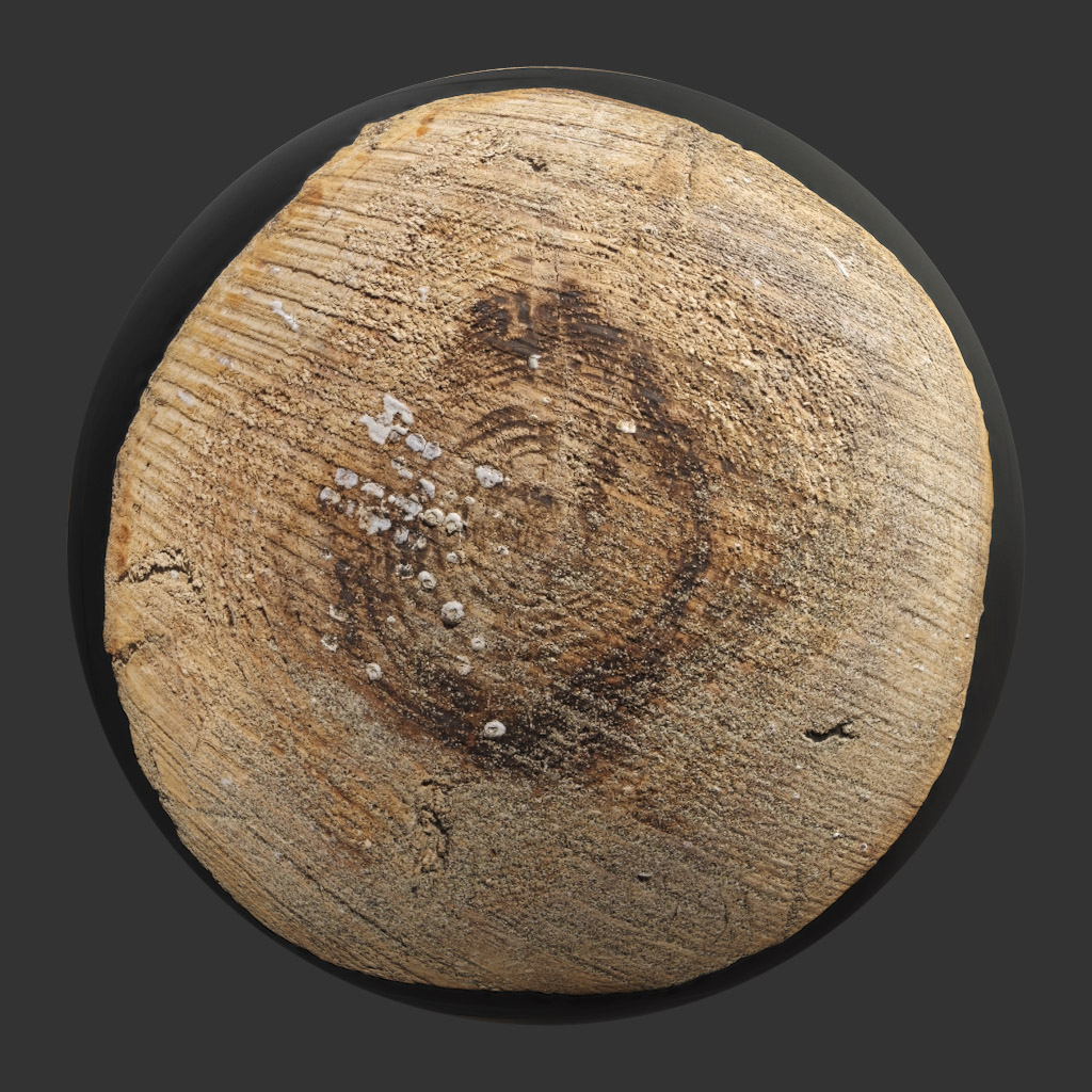 TEXTURES – WOOD – TreeTrunkCut_011 - thumbnail 1