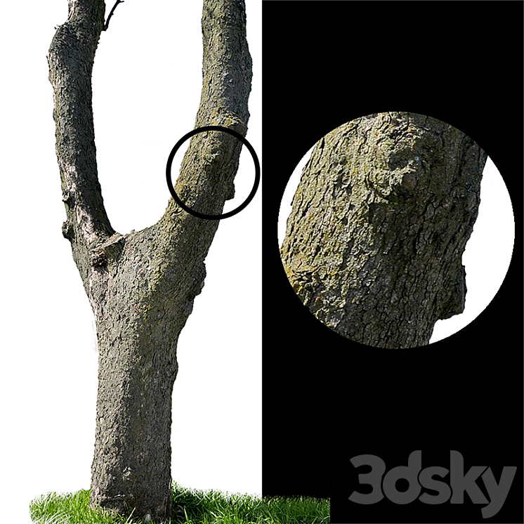 Tree trunks textures 3DS Max - thumbnail 1