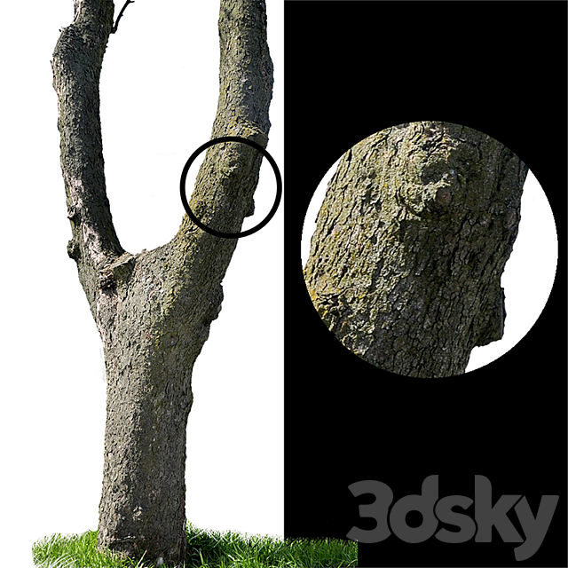 Tree trunks textures 3DS Max Model - thumbnail 1