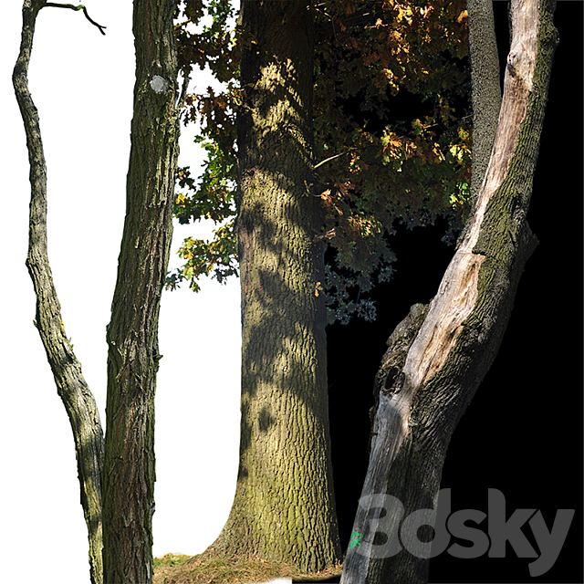 Tree trunks textures 3DS Max Model - thumbnail 2