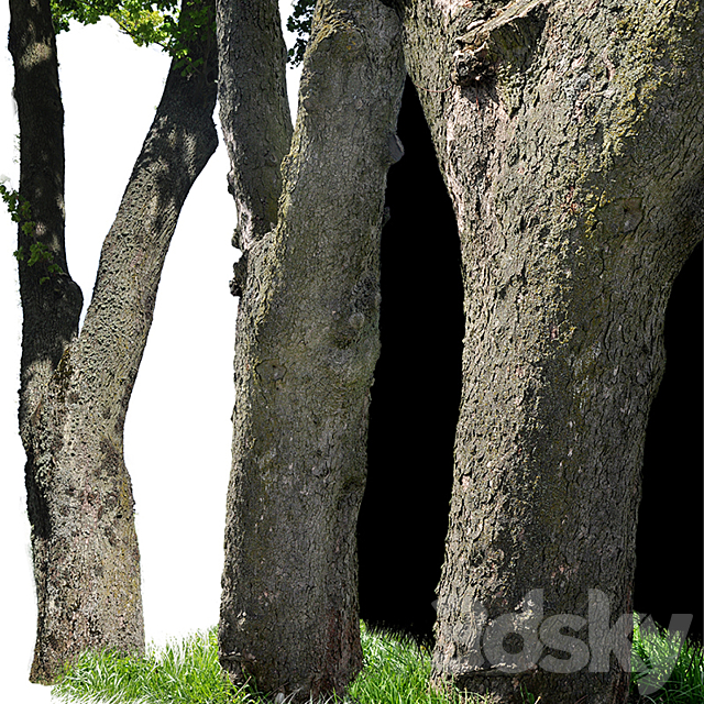 Tree trunks textures 3DS Max Model - thumbnail 3