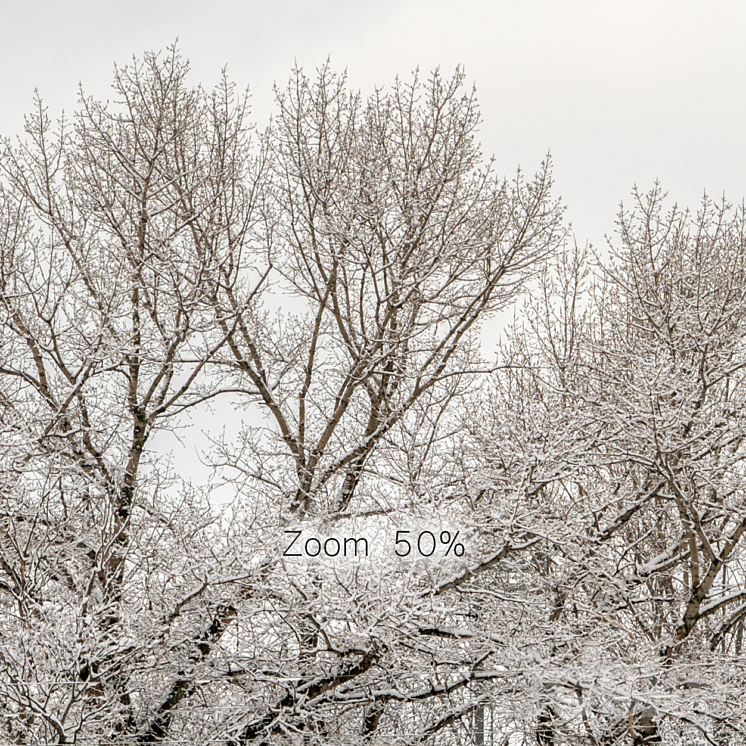 Panorama of the park and snow-covered trees. 45k 3DS Max Model - thumbnail 2