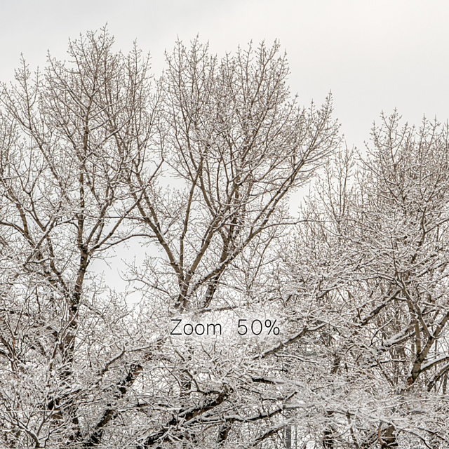 Panorama of the park and snow-covered trees. 45k 3DSMax File - thumbnail 2