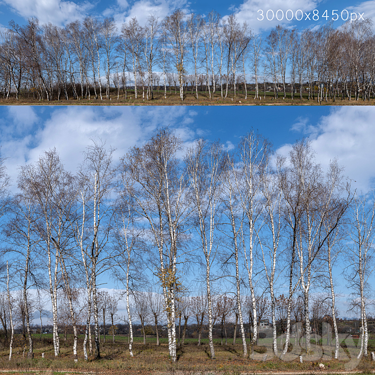 Panorama with birches. 30k 3DS Max - thumbnail 1